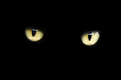 The Black Cat (1981) konusu ve alt metni [2026 Rehberi] - Kapak Görseli
