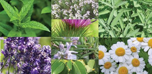 Tıbbi Aromatik Bitkiler Projesi: Yetkili Bakanlık Rehberi [2026] - Kapak Görseli