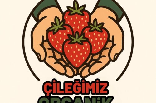 Tire çileğini özel kılan özellikler ve ününün gerçek nedeni - Kapak Görseli